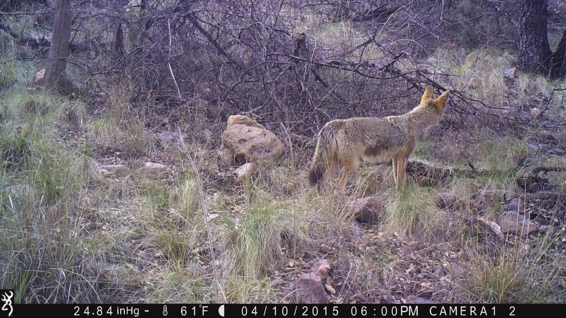 coyote loking for something in the woods
