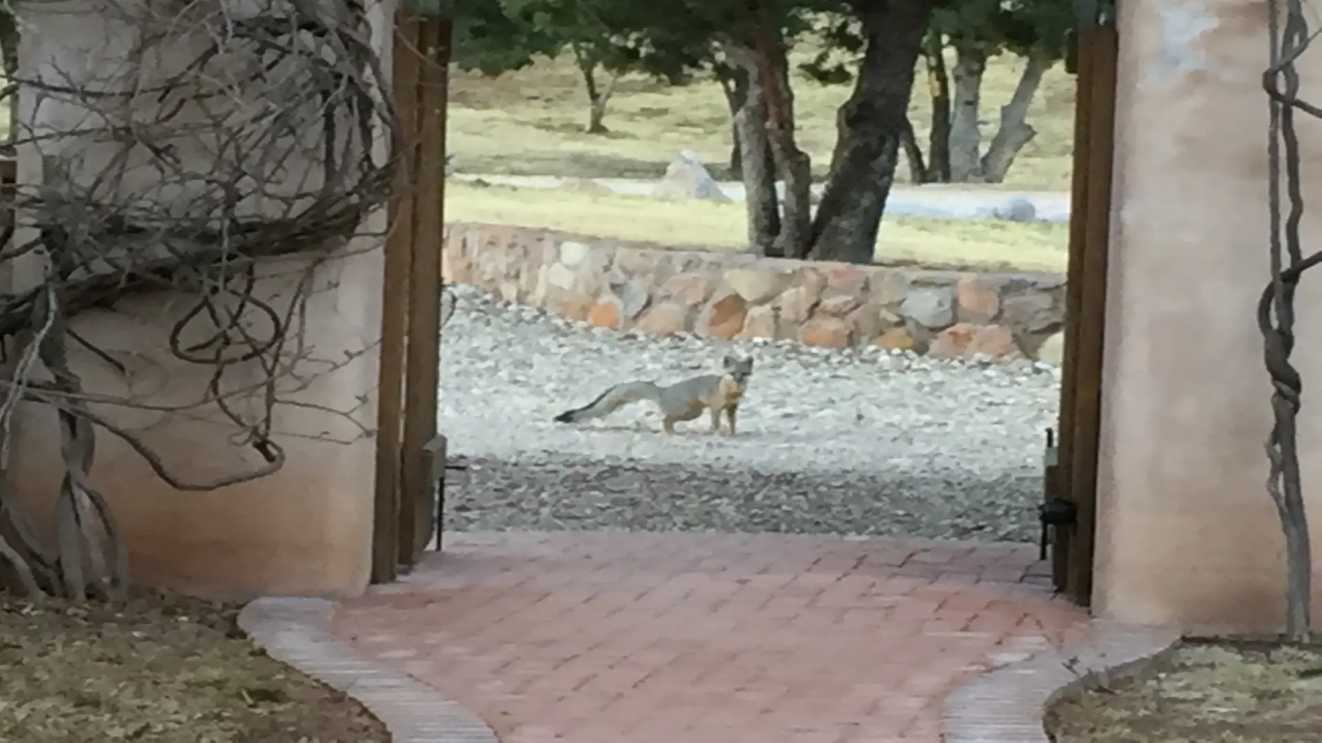 A coyote outside the door with trees in the back